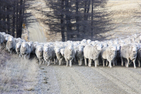 Mustering,Sheep,In,The,South,Island,Of,New,Zealand